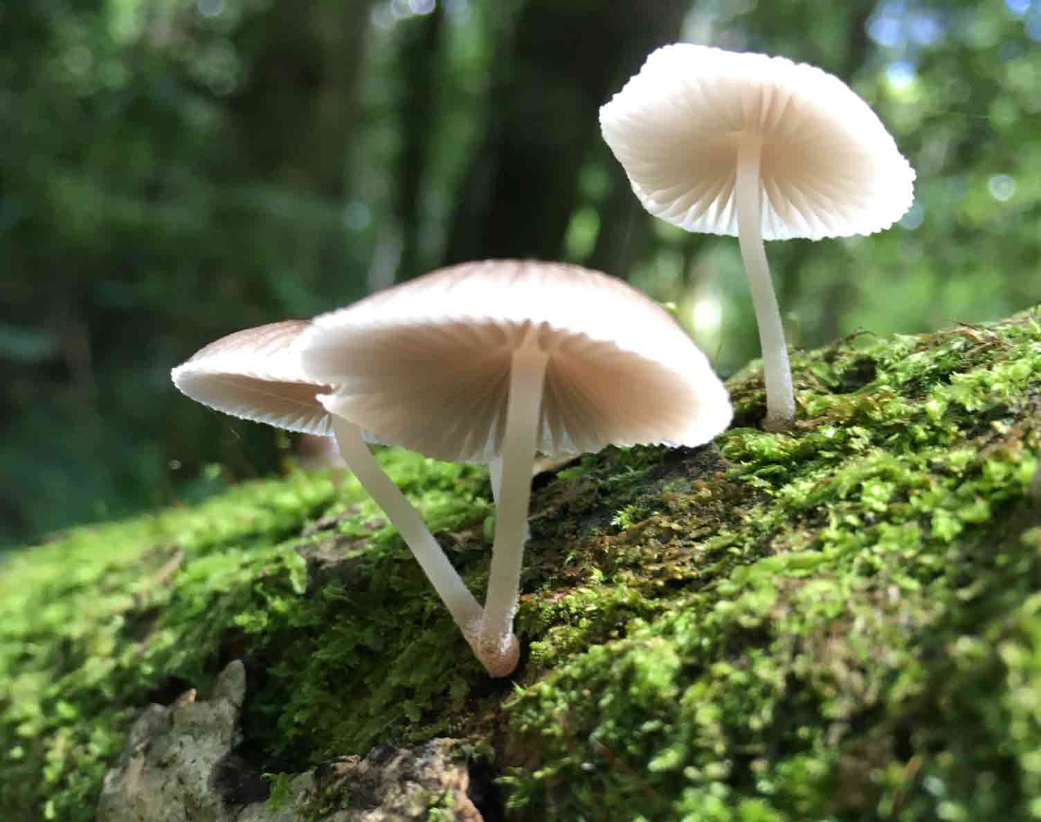 Zimbabwe Eastern Highlands